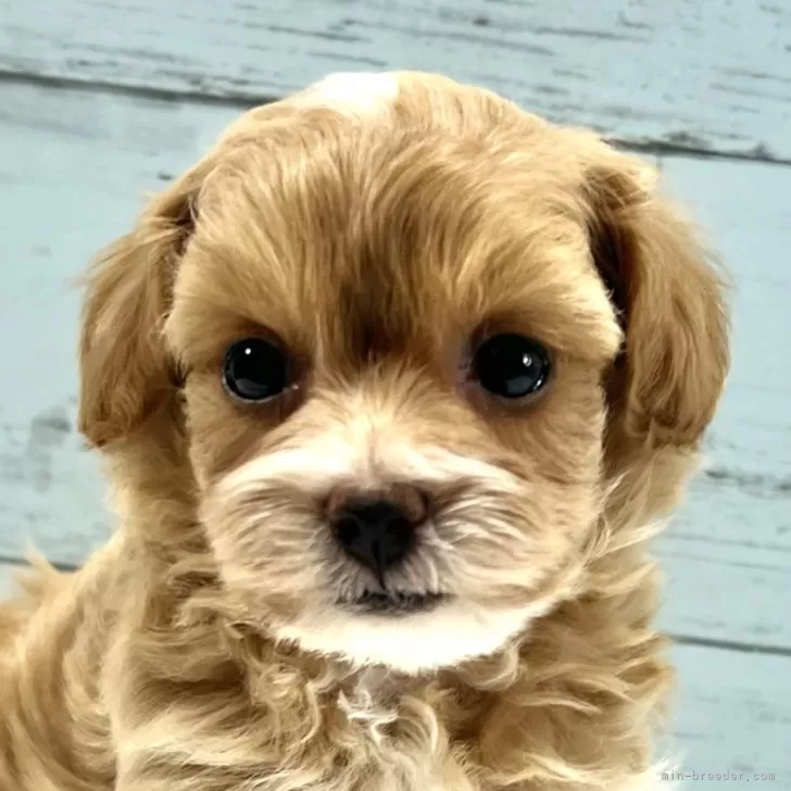 ID：2503-00533の子犬