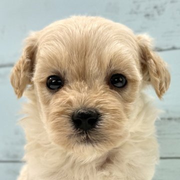 マルプー(マルチーズ×トイプードル)【千葉県・男の子・2025年11月15日・アプリコット×ホワイト】の写真「とても可愛いマルプー男の子🐶12/17UP🙌」