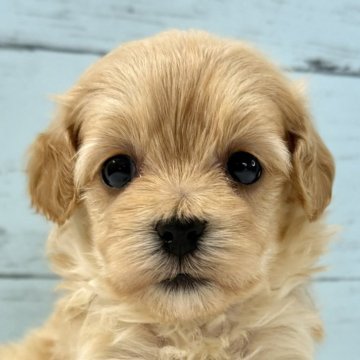 マルプー(マルチーズ×トイプードル)【千葉県・女の子・2025年10月26日・アプリコット×ホワイト】の写真「とても可愛いマルプー女の子🐶11/22UP🙌」