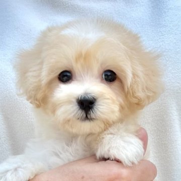 マルプー(マルチーズ×トイプードル)【千葉県・男の子・2025年4月16日・アプリコット×ホワイト】の写真「とても可愛いマルプー男の子です🐶6/2UP🙌」