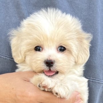 マルプー(マルチーズ×トイプードル)【千葉県・女の子・2025年9月1日・アプリコット×ホワイト】の写真「可愛いマルプー女の子🐶11/15掲載終了です🙇」