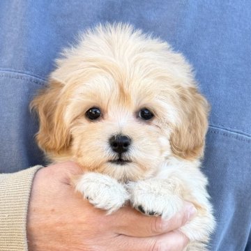 マルプー(マルチーズ×トイプードル)【千葉県・女の子・2025年10月26日・アプリコット×ホワイト】の写真「とても可愛いマルプー女の子🐶12/12UP🙌」