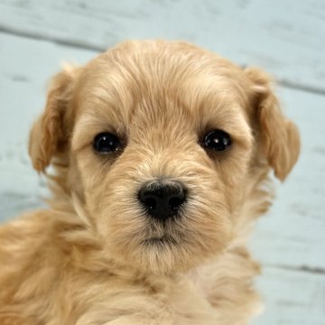 マルプー(マルチーズ×トイプードル)【千葉県・男の子・2025年11月15日・アプリコット×ホワイト】の写真「とても可愛いマルプー男の子🐶12/12UP🙌」