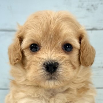 マルプー(マルチーズ×トイプードル)【千葉県・男の子・2025年10月26日・アプリコット×ホワイト】の写真「とても可愛いマルプー男の子🐶11/22UP🙌」