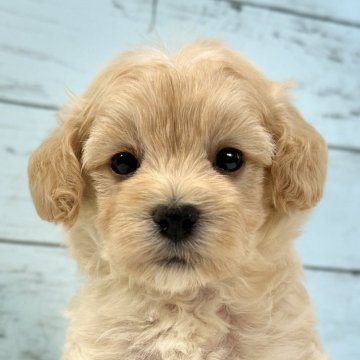 マルプー(マルチーズ×トイプードル)【千葉県・女の子・2025年10月26日・アプリコット×ホワイト】の写真「とても可愛いマルプー女の子🐶11/26UP🙌」