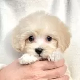 マルプー(マルチーズ×トイプードル)【千葉県・男の子・2024年12月28日・アプリコット×ホワイト】の写真1
