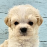 マルプー(マルチーズ×トイプードル)