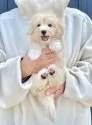 マルプー(マルチーズ×トイプードル)【千葉県・男の子・2025年4月10日・アプリコット×ホワイト】の写真8