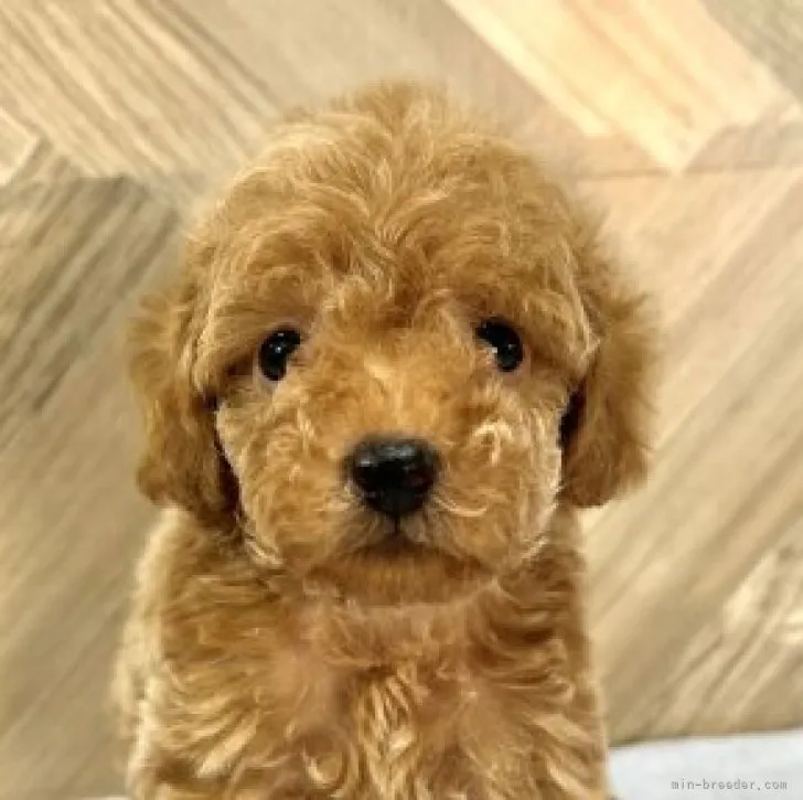 ID：2301-05540の子犬