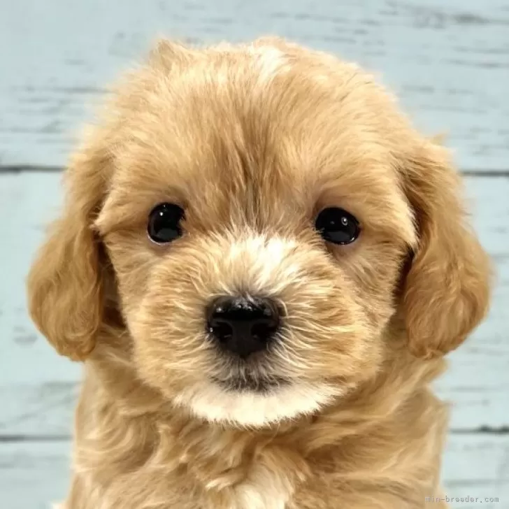 ID:2402-06434の子犬