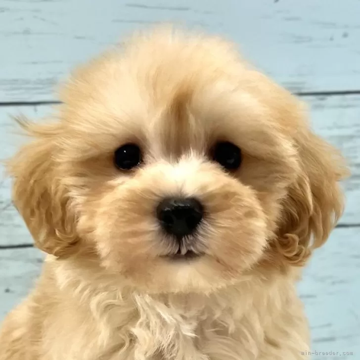 ID:2403-05287の子犬