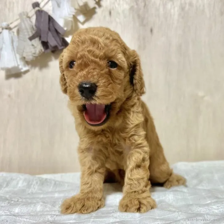 ID:2206-02652の子犬