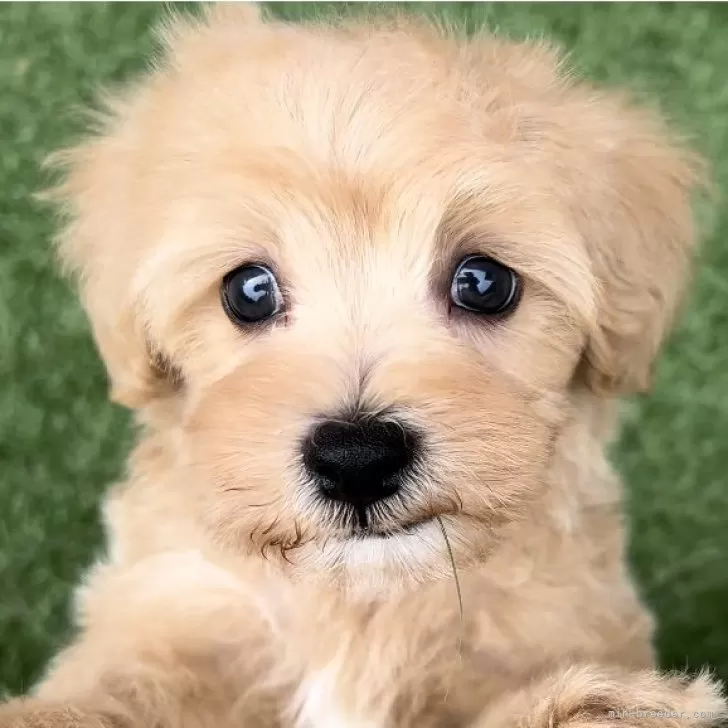ID:2406-03043の子犬