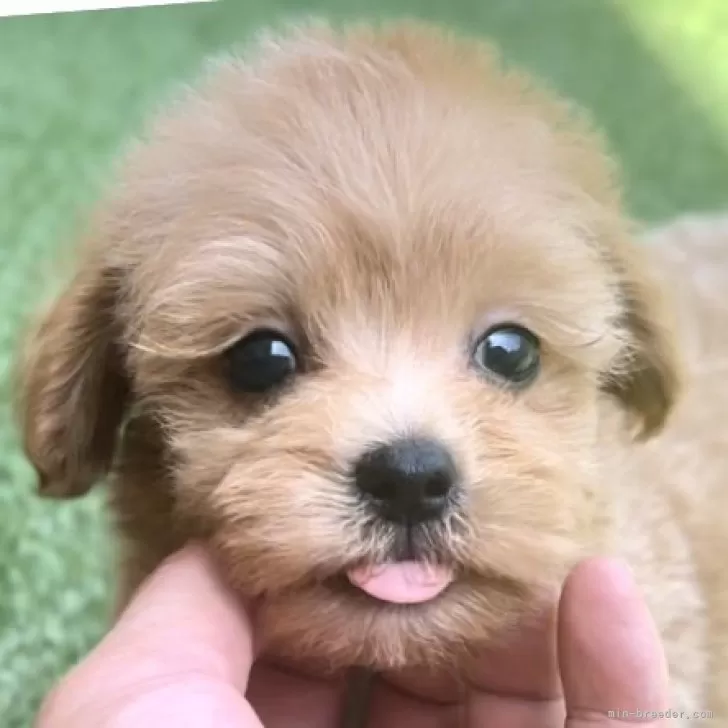 ID：2407-00826の子犬