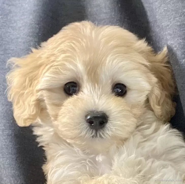 ID:2402-06441の子犬