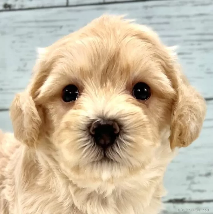 ID：2410-00097の子犬