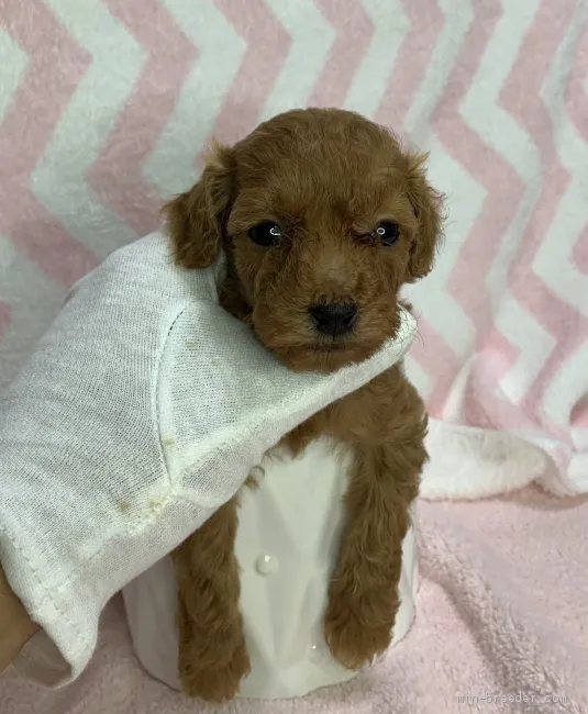 ID：2011-00594の子犬