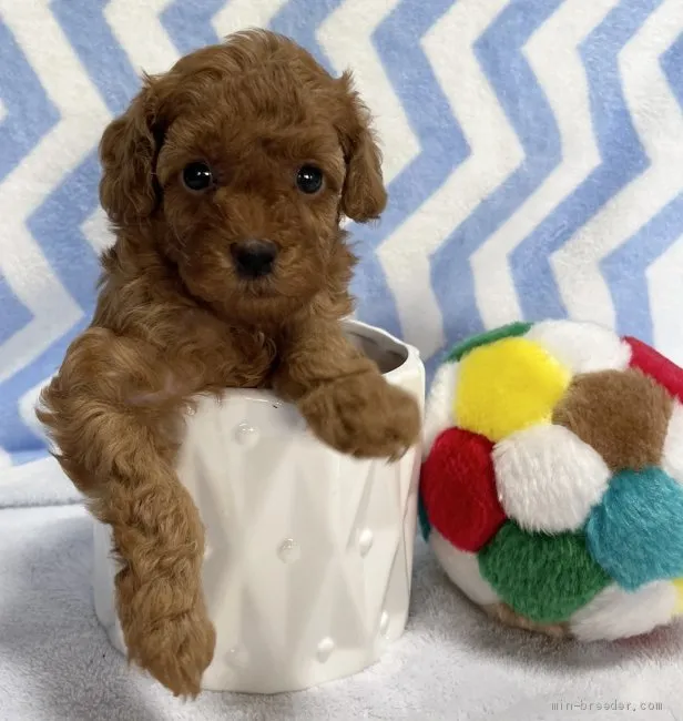 ID：2106-01110の子犬