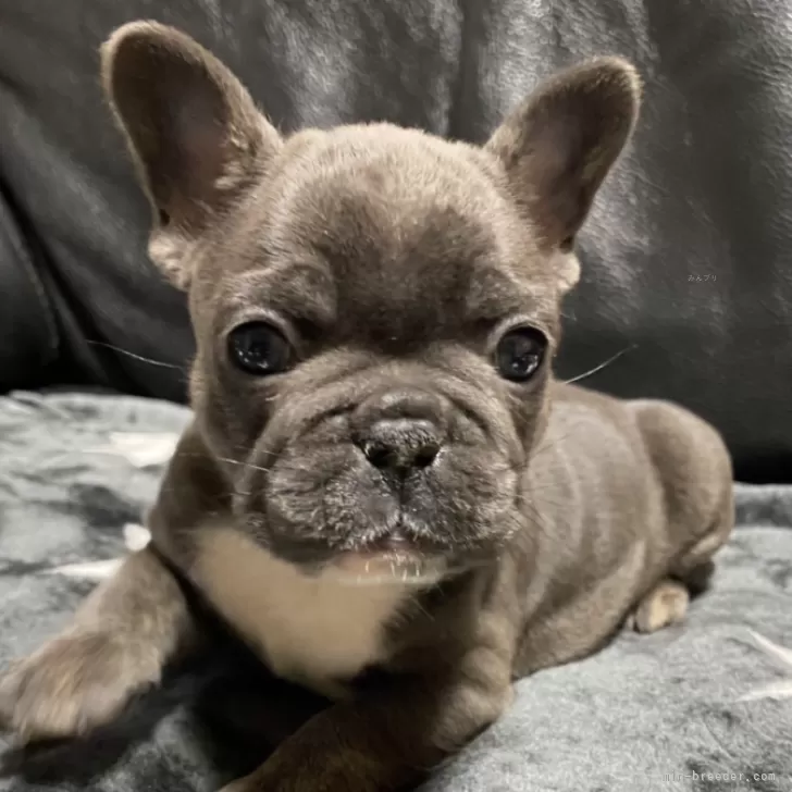 ID：2502-06752の子犬