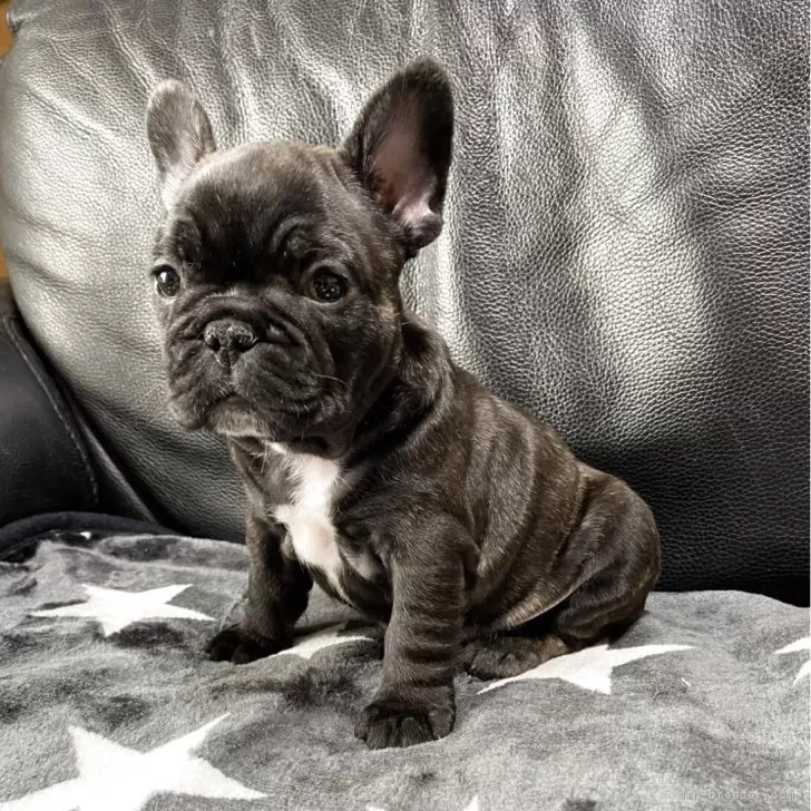 ID：2502-07375の子犬