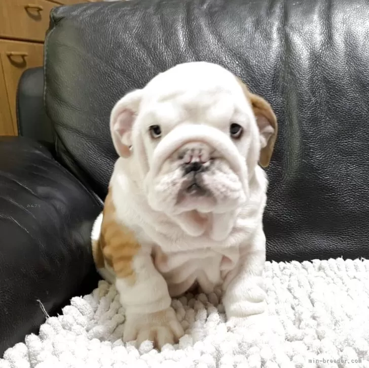 T.Y 様のお迎えした子犬
