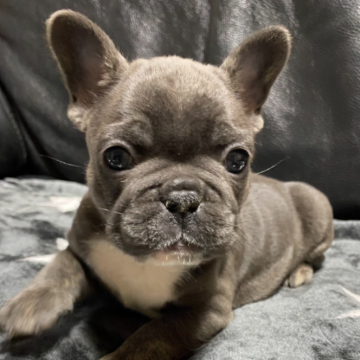 フレンチブルドッグ【福岡県・男の子・2025年1月11日・ブルー】の写真「ブルーのレアカラー！やんちゃで、可愛い男の子です。」
