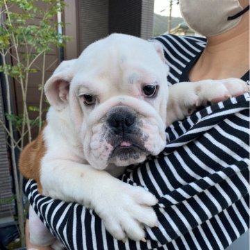 ブルドッグ【福岡県・男の子・2025年7月12日・ホワイト&レッド】の写真「優良血統！
つぶらな目の可愛い男の子です！」