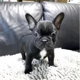 フレンチブルドッグ