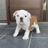 ブルドッグ【福岡県・男の子・2025年7月12日・ホワイト&レッド】の写真7