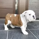 ブルドッグ【福岡県・男の子・2025年7月12日・ホワイト&レッド】の写真9