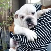 ブルドッグ【福岡県・男の子・2025年7月12日・ホワイト&レッド】の写真2