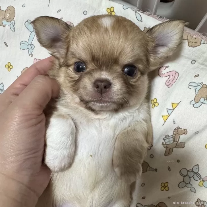 チワワ(ロング)【兵庫県・男の子・2025年4月7日・チョコフォーン】の写真1「控えめな三男くん🐶」