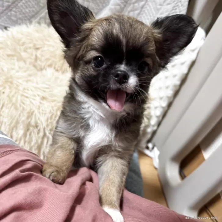 ID：2509-01197の子犬