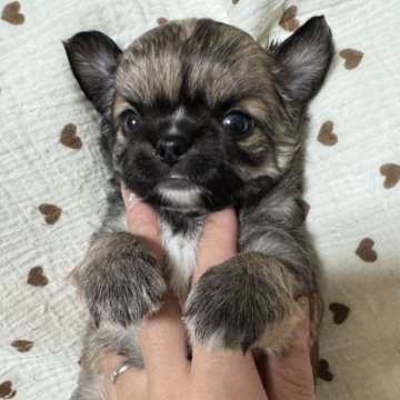 フォーン系のチワワの子犬を探す｜ブリーダー直販の子犬販売