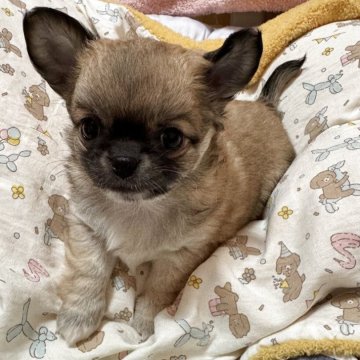 フォーン系のチワワの子犬を探す｜ブリーダー直販の子犬販売