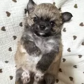 チワワ(ロング)