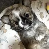 チワワ(ロング)
