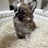 チワワ(ロング)