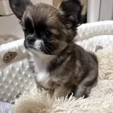 チワワ(ロング)