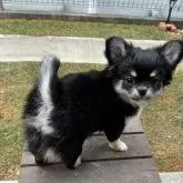 チワワ(ロング)