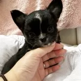 チワワ(ロング)