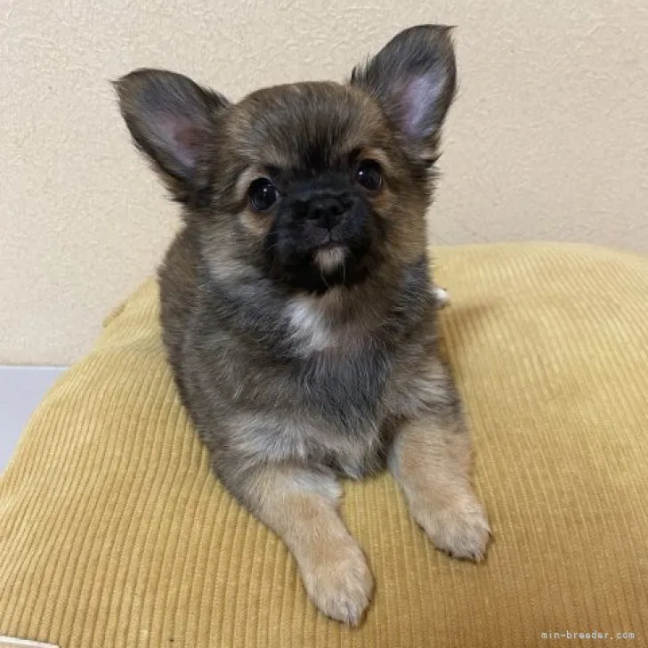 上田 様のお迎えした子犬