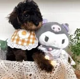 トイプードル(トイ)