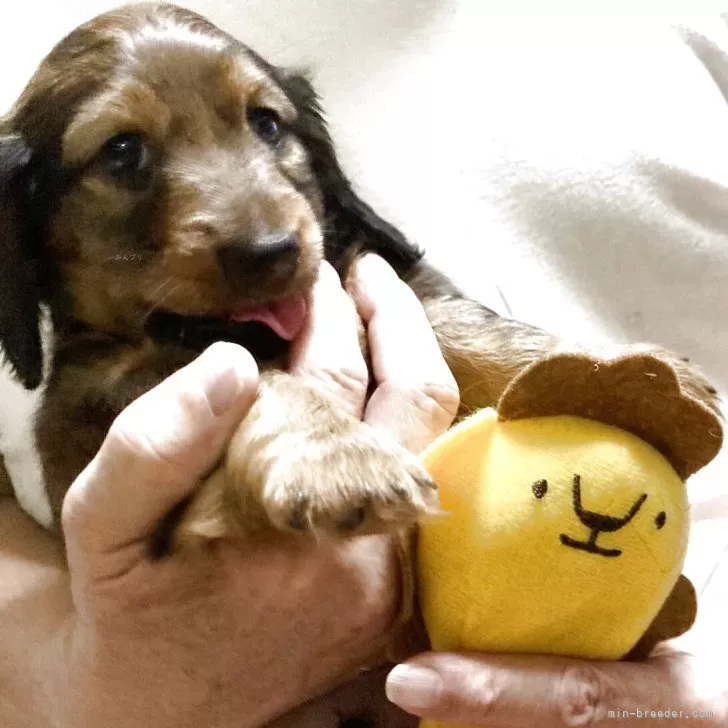 M.O 様のお迎えした子犬