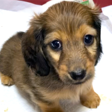 カニンヘンダックスフンド(ロング)【兵庫県・女の子・2025年9月23日・レッド】の写真「ダックス専門血統優秀父親CH子母JKCCH可愛い」