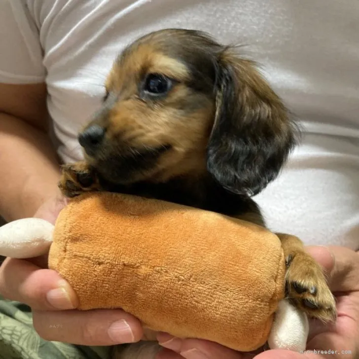 kcamcpr 様のお迎えした子犬