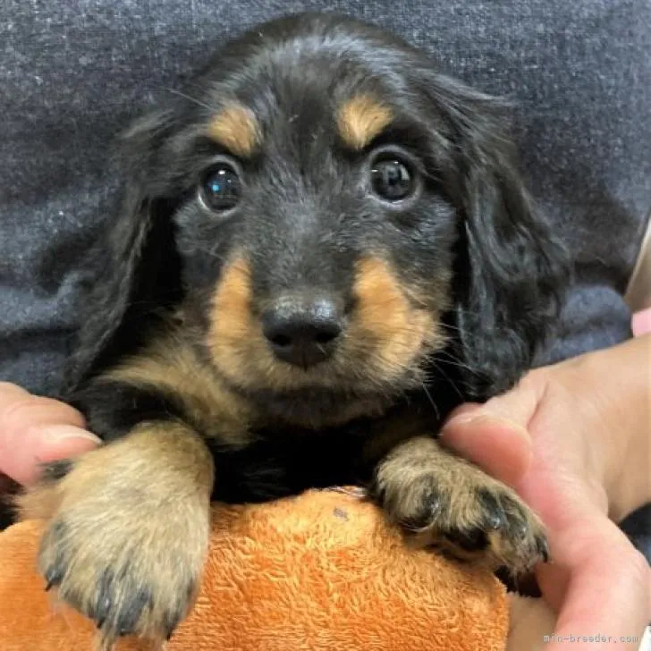 yu 様のお迎えした子犬