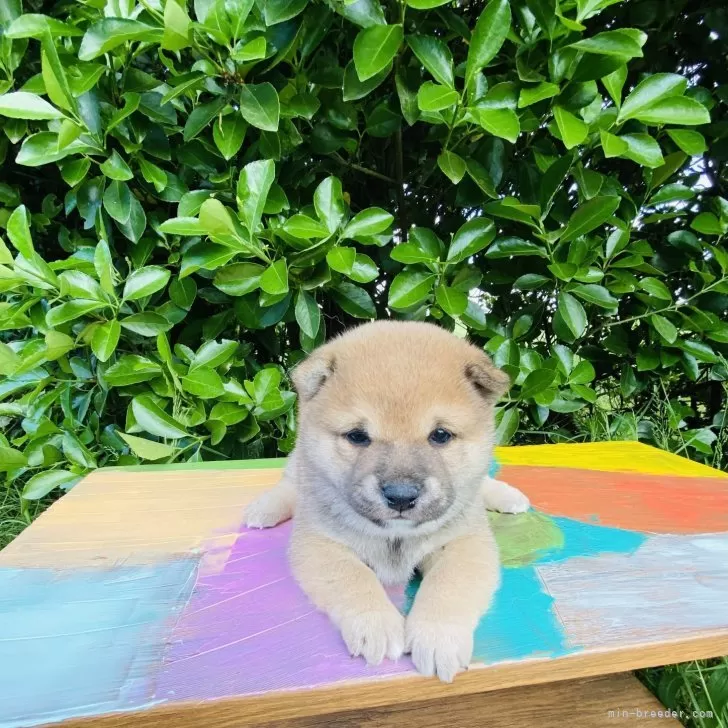 ID：2505-00742の子犬