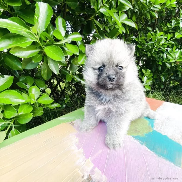ID:2505-00038の子犬