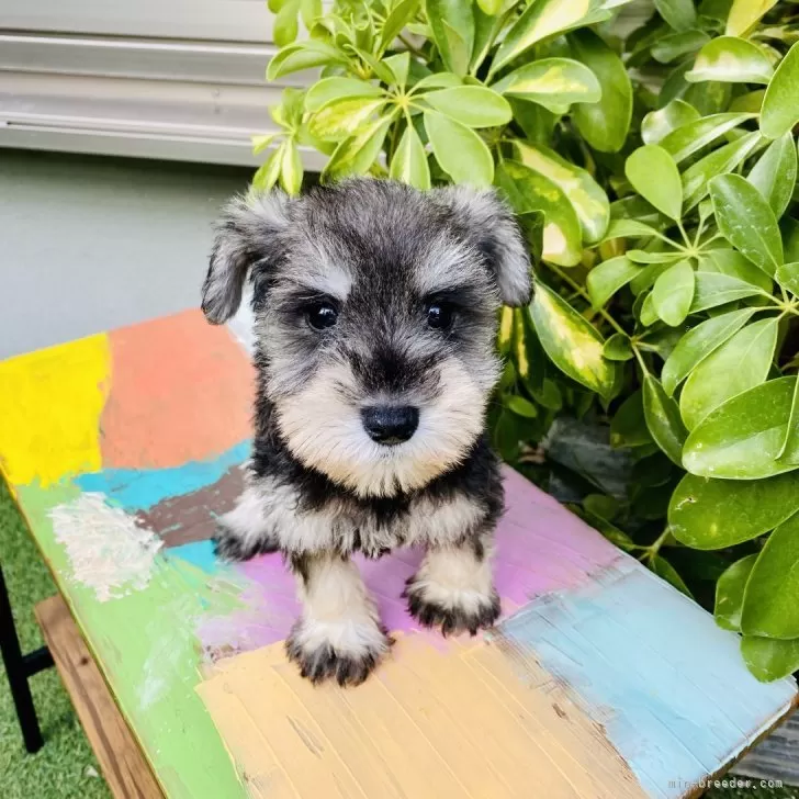 K.O 様のお迎えした子犬